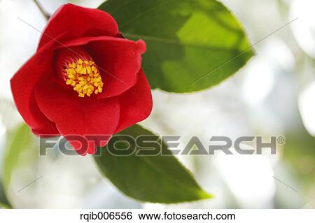 Camellia View Large Photo Image Stock Photograph - Camellia. Fotosearch