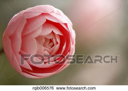 Stock Photograph - Camellia. Fotosearch