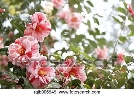 Camellia View Large Photo Image Stock Photography - Camellia. Fotosearch