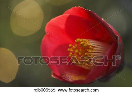 Camellia View Large Photo Image Stock Photography - Camellia. Fotosearch