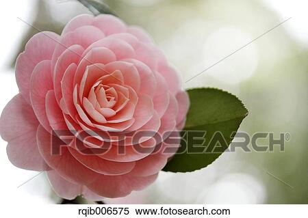 Camellia View Large Photo Image Stock Photography - Camellia. Fotosearch