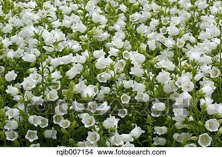 Campanula View Large Photo Image Picture - Campanula. Fotosearch