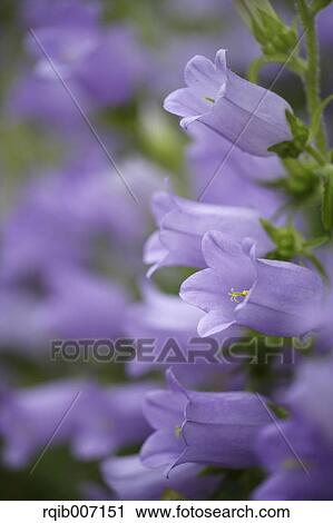 Campanula View Large Photo Image Stock Image - Campanula. Fotosearch