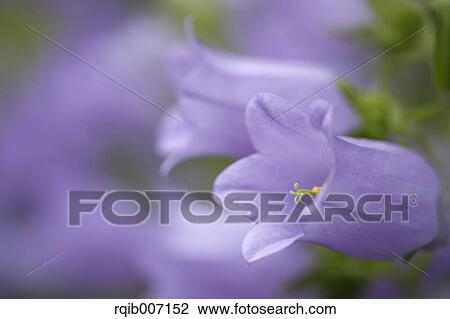Stock Image - Campanula. Fotosearch