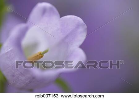 Campanula View Large Photo Image Stock Image - Campanula. Fotosearch