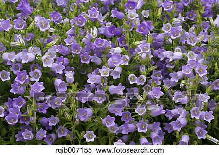 Stock Photography - Campanula. Fotosearch
