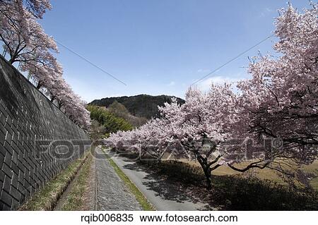 Stock Photography - Cherry blossoms in full bloom. Fotosearch