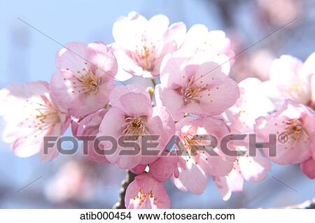 Cherry blossoms View Large Photo Image Picture - Cherry blossoms. Fotosearch