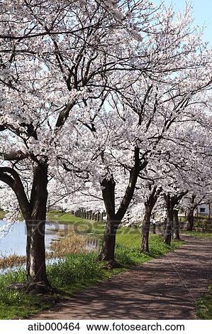 Cherry blossoms View Large Photo Image Picture - Cherry blossoms. Fotosearch