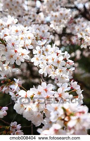 Cherry blossoms View Large Photo Image Picture - Cherry blossoms. Fotosearch