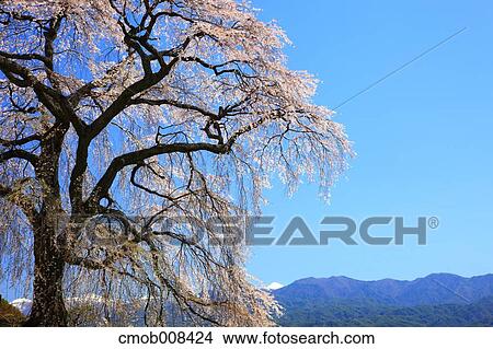 Picture - Cherry blossoms. Fotosearch