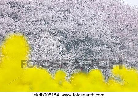 Cherry blossoms View Large Photo Image Picture - Cherry blossoms. Fotosearch