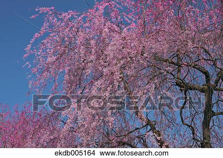 Picture - Cherry blossoms. Fotosearch