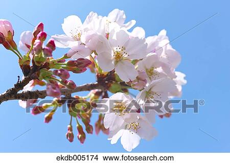 Cherry blossoms View Large Photo Image Picture - Cherry blossoms. Fotosearch