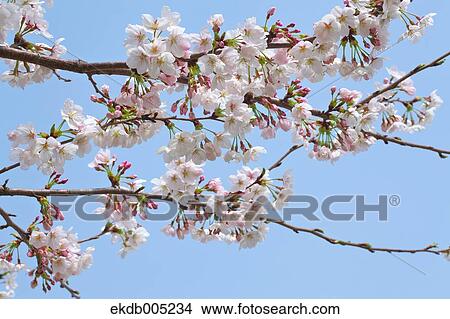 Picture - Cherry blossoms. Fotosearch