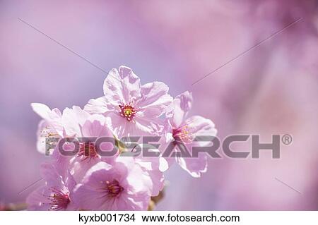 Picture - Cherry blossoms. Fotosearch
