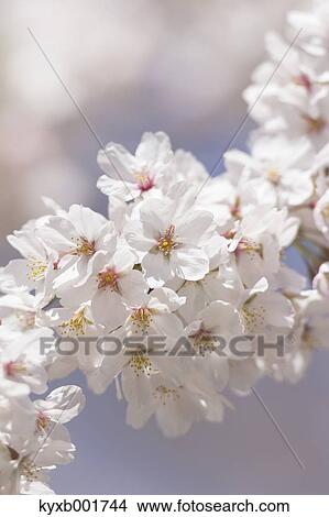 Cherry blossoms View Large Photo Image Picture - Cherry blossoms. Fotosearch