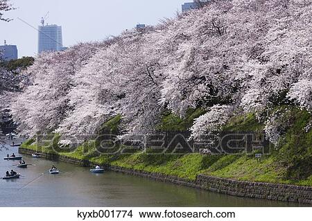 Cherry blossoms View Large Photo Image Picture - Cherry blossoms. Fotosearch