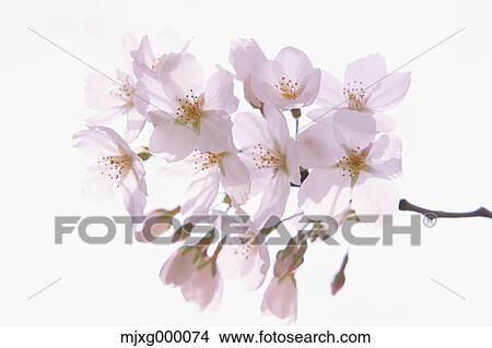 Cherry blossoms View Large Photo Image Picture - Cherry blossoms. Fotosearch