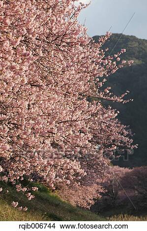 Picture - Cherry blossoms. Fotosearch