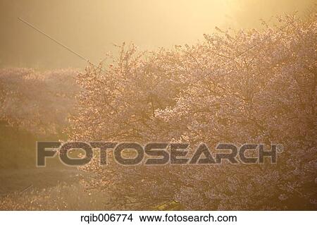 Picture - Cherry blossoms. Fotosearch