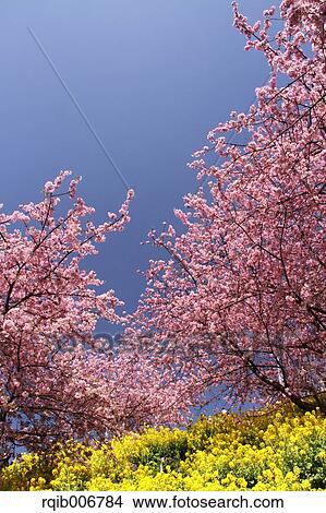 Picture - Cherry blossoms. Fotosearch