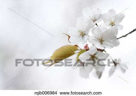 Picture - Cherry blossoms. Fotosearch