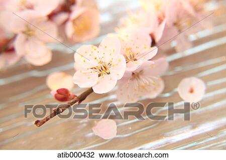 Cherry blossoms View Large Photo Image Stock Image - Cherry blossoms. Fotosearch
