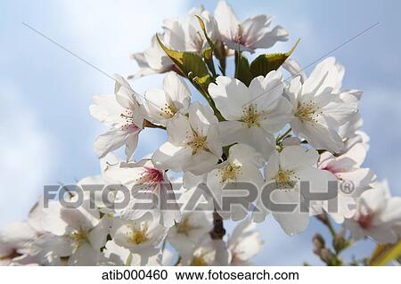 Cherry blossoms View Large Photo Image Stock Image - Cherry blossoms. Fotosearch