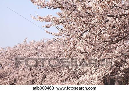 Cherry blossoms View Large Photo Image Stock Image - Cherry blossoms. Fotosearch