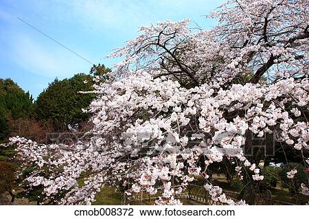Cherry blossoms View Large Photo Image Stock Image - Cherry blossoms. Fotosearch