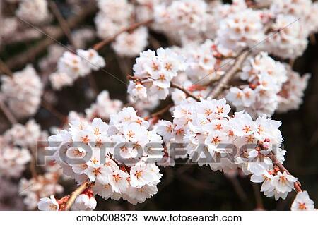 Cherry blossoms View Large Photo Image Stock Image - Cherry blossoms. Fotosearch