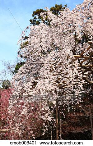 Cherry blossoms View Large Photo Image Stock Image - Cherry blossoms. Fotosearch