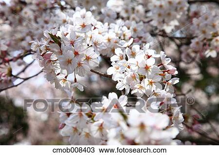 Cherry blossoms View Large Photo Image Stock Image - Cherry blossoms. Fotosearch