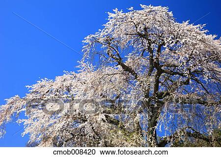 Cherry blossoms View Large Photo Image Stock Image - Cherry blossoms. Fotosearch