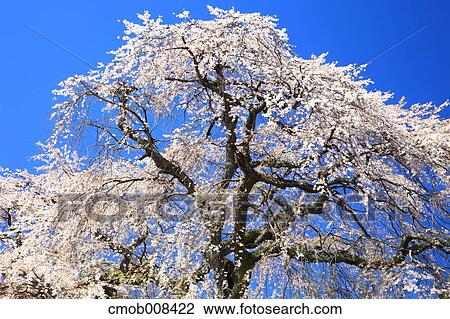 Stock Image - Cherry blossoms. Fotosearch