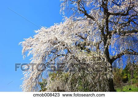 Cherry blossoms View Large Photo Image Stock Image - Cherry blossoms. Fotosearch