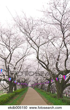 Cherry blossoms View Large Photo Image Stock Image - Cherry blossoms. Fotosearch