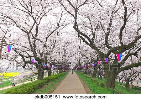 Stock Image - Cherry blossoms. Fotosearch