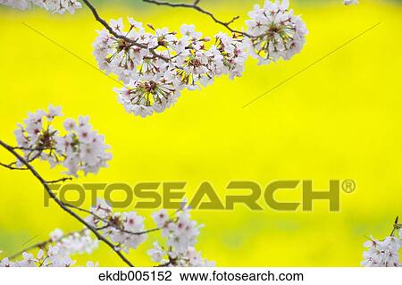 Cherry blossoms View Large Photo Image Stock Image - Cherry blossoms. Fotosearch