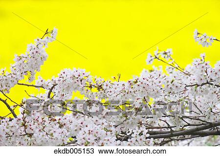 Cherry blossoms View Large Photo Image Stock Image - Cherry blossoms. Fotosearch