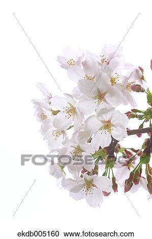 Cherry blossoms View Large Photo Image Stock Image - Cherry blossoms. Fotosearch