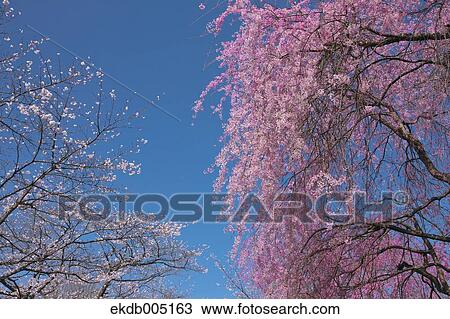Stock Image - Cherry blossoms. Fotosearch