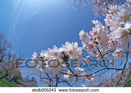 Cherry blossoms View Large Photo Image Stock Image - Cherry blossoms. Fotosearch