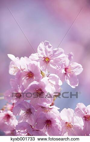 Stock Image - Cherry blossoms. Fotosearch