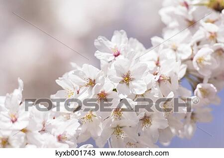 Stock Image - Cherry blossoms. Fotosearch
