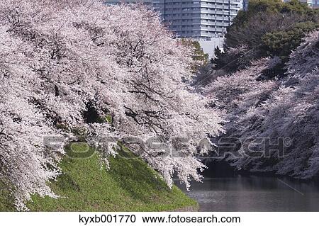 Cherry blossoms View Large Photo Image Stock Image - Cherry blossoms. Fotosearch
