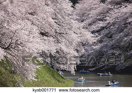 Cherry blossoms View Large Photo Image Stock Image - Cherry blossoms. Fotosearch