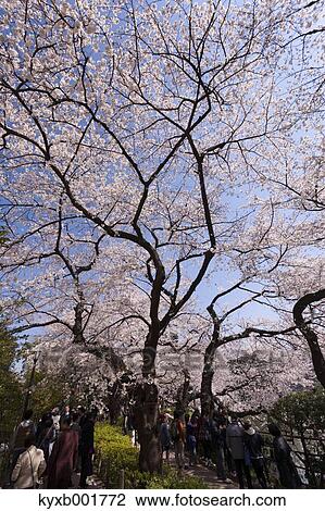 Cherry blossoms View Large Photo Image Stock Image - Cherry blossoms. Fotosearch