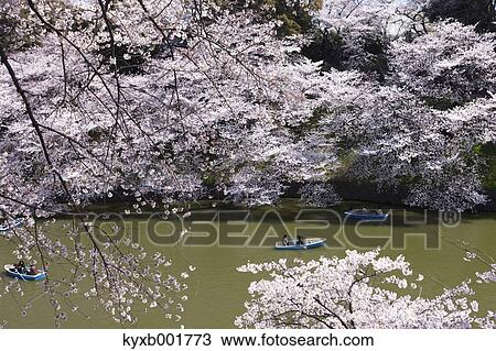 Cherry blossoms View Large Photo Image Stock Image - Cherry blossoms. Fotosearch